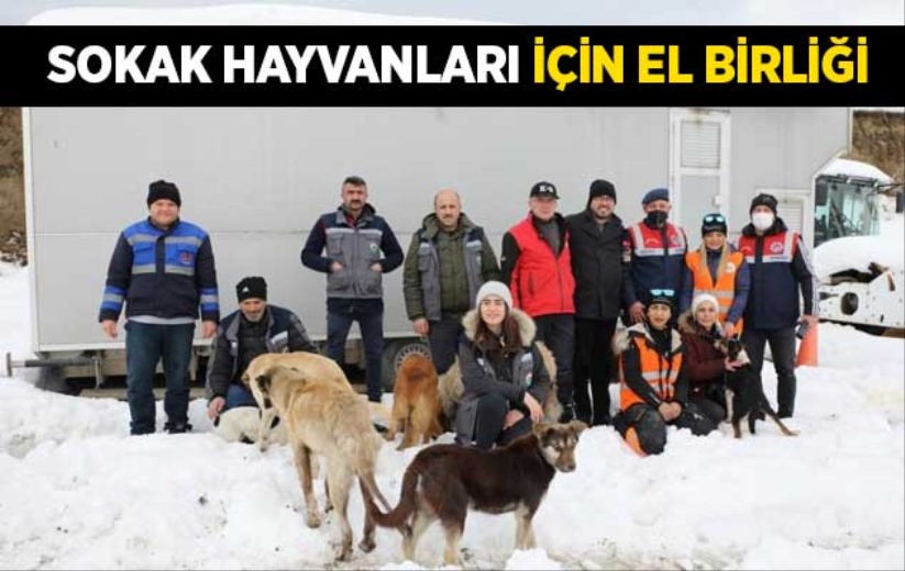 Samsun'da sokak hayvanları için el birliği