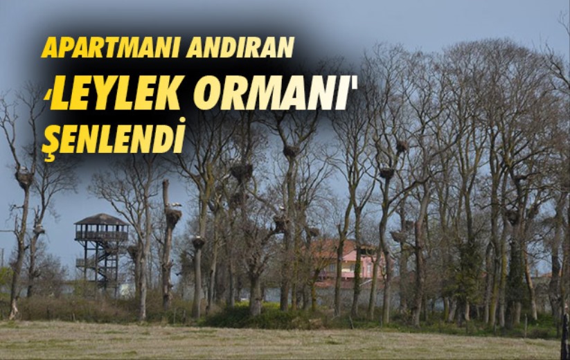 Samsun'da apartmanı andıran 'Leylek Ormanı' şenlendi