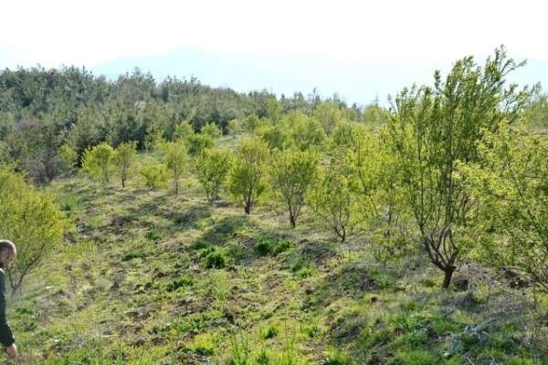 Badem ağaçlandırması bölge ekonomisi için umut veriyor 