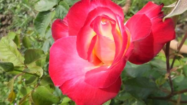 Burhaniye'de Isparta gülü üretimi yapılıyor