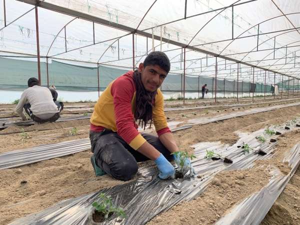 Isparta'da 1 milyon 400 bin domates fidesi toprakla buluşuyor