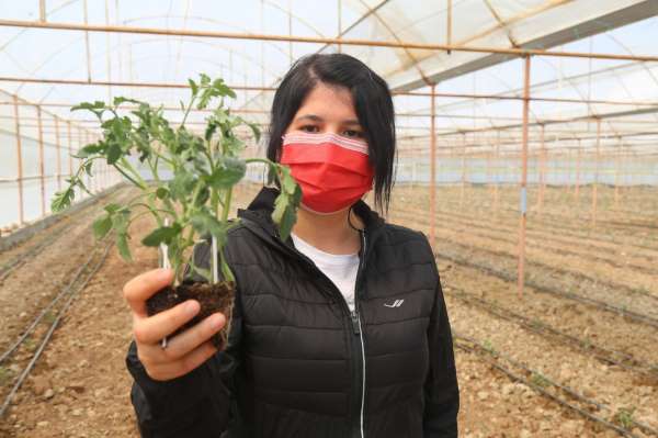 3 milyon domates fidesi toprakla buluşuyor