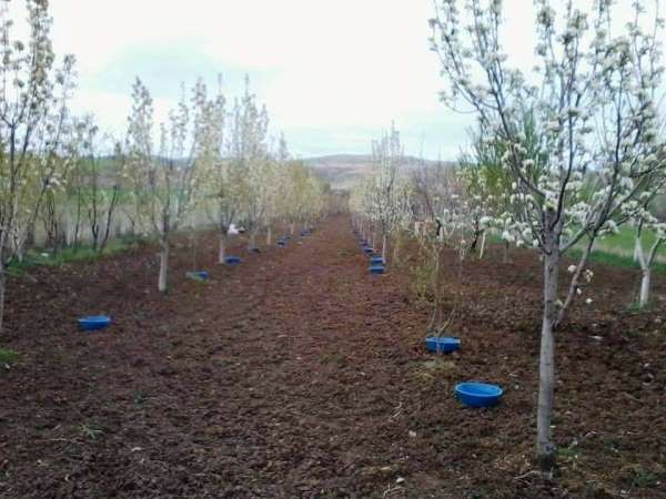 Kütahyalı meyve üreticilerine 'Bakla zınnı' böceği zararlısıyla mücadele uyarısı