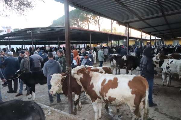 Aydın'da 50 gün aradan sonra hayvan pazarları açıldı - Aydın haber