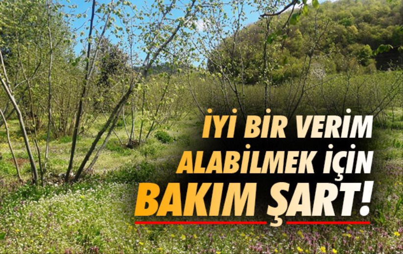 Fındıkta iyi bir verim için bakım şart!