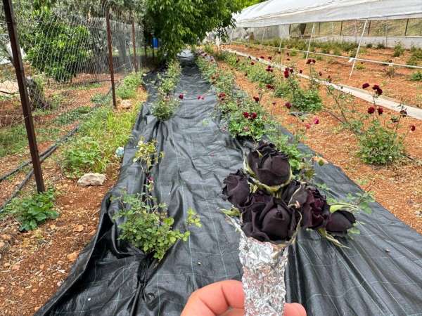 Halfeti'de karagül hasadı başladı