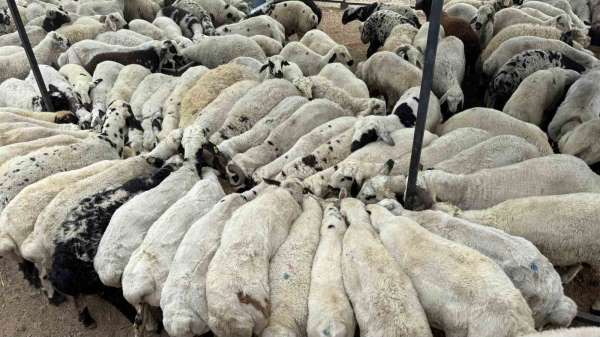 Karnı şiş kurbanlıklara dikkat: Yeme karıştırılan tuz ve sumak koyunları şişkin gösteriyor