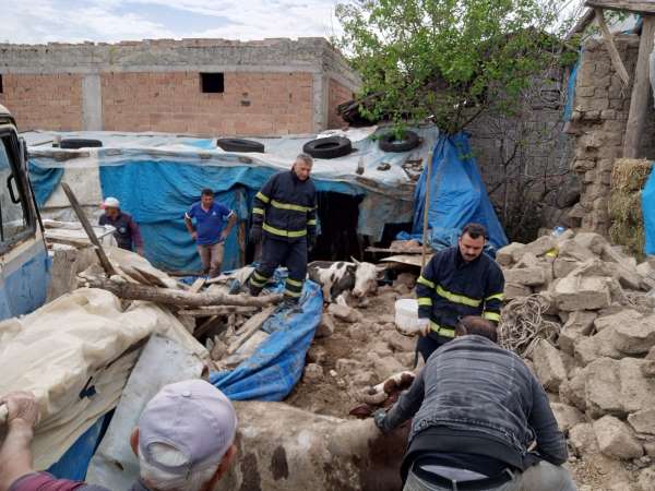 Merzifon'da ahır çöktü, 2 büyükbaş hayvan kurtarıldı