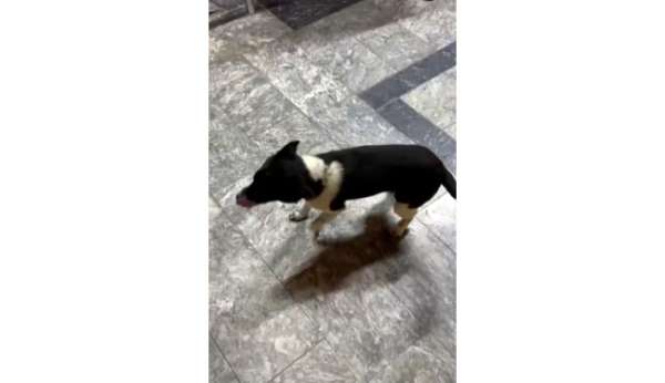 Atların yanında büyüyen köpek, yürüyüşüyle ilgi odağı oldu
