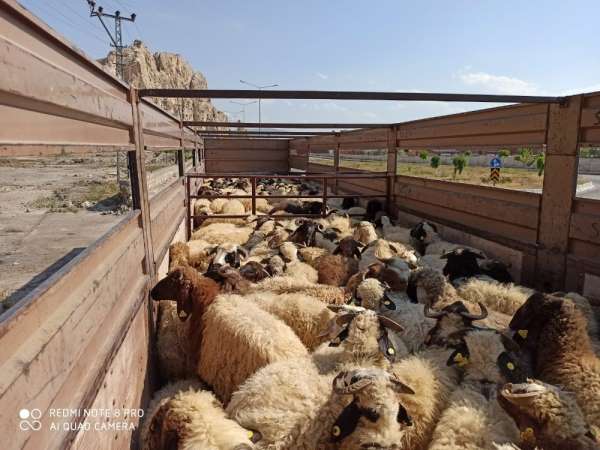 Van'dan Katar'a hayvan ihracatı 