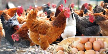 Altınordu Belediyesi, yüzde 50 hibeli 20 bin tavuk dağıtacak