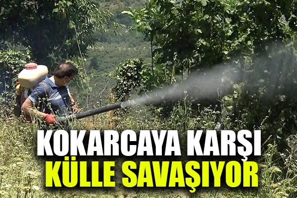 Kimyasal yerine odun külü: 'Kokarcaya karşı külle savaşıyorum'