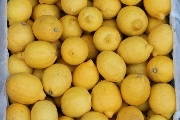 Limon üreticileri hasat öncesi endişeli 