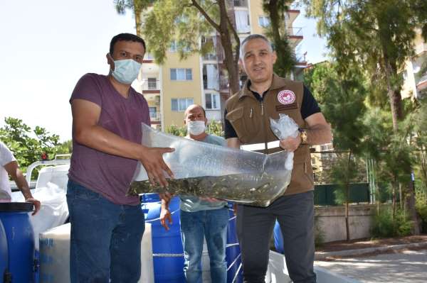 Manisa'da 694 bin adet pullu sazan yavrusu baraj gölü, göl ve gölete bırakılıyor