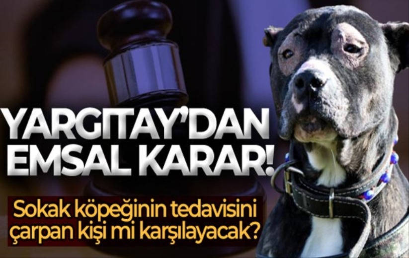 Kazada yaralanan sokak köpeğinin tedavisi için emsal karar