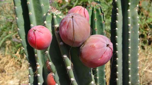 Mersin'de Güney Amerika kökenli Peru elması yetiştirildi