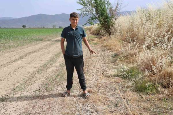 Ege'de domuz sorunu artarak devam ediyor