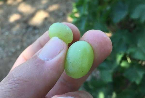 Salihli'de üreticilere kritik uyarı! Salkım güvesi için ilaçlama zamanı