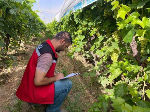 Sarıgöl'de 2025 yılı üzüm rekolte çalışmaları yapıldı