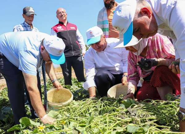 Sındırgı'da Vali İsmail Ustaoğlu kornişon hasadına katıldı
