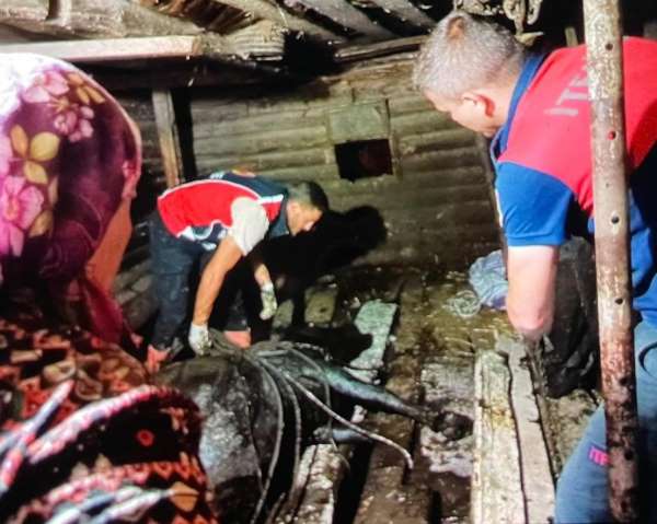 Türkeli'de ahır çöktü, büyükbaş hayvan kurtarıldı