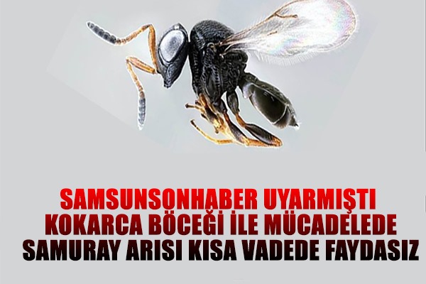 Kokarca böceği ile mücadele uzun vadeli bir süreç 