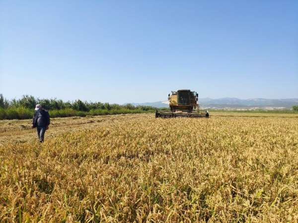 Silifke'de damlama sulama ile üretilen çeltiğin hasadına başlandı