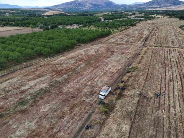 Malatya'da üretilen soğanlar Avrupa'ya ihraç ediliyor