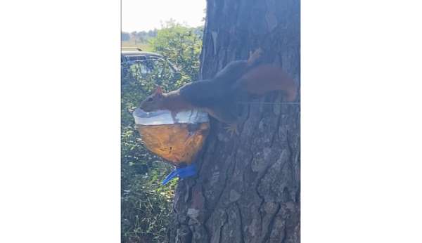 Sinop'ta su içen sincap kameralara yakalandı