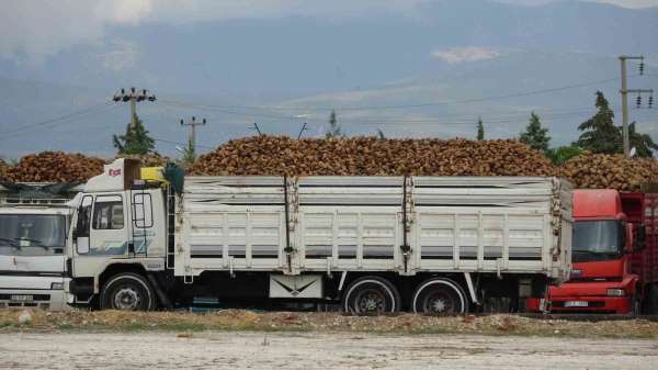 Burdur'da yaklaşık 700 bin ton şeker pancarı işlenecek