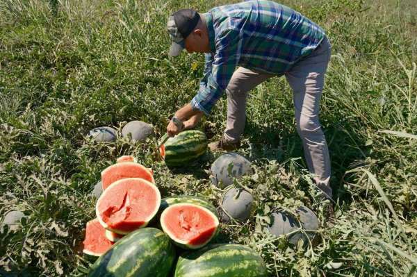 Iphone 17 almak için 30 tır karpuz ya da 2 tır domates satmak gerekiyor