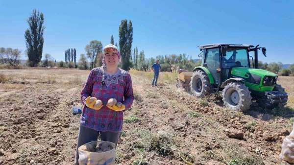 Kümbet'te yetiştirilen doğal patatesin hasadı başladı