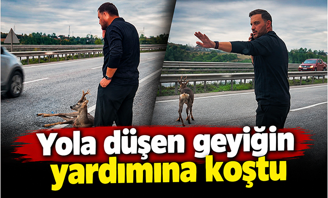 Yola düşen geyiğin yardımına koştu