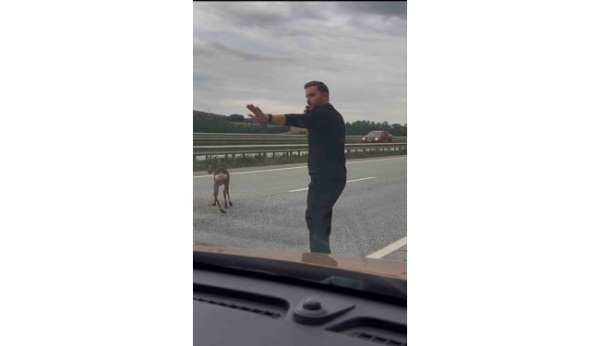 Yola düşen geyiğin yardımına koştu