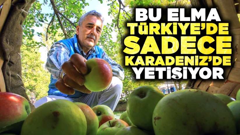 Bu elma Türkiye'de sadece Karadeniz'de yetişiyor