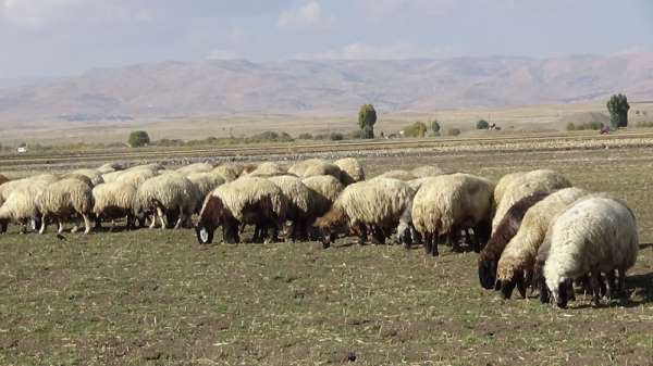 Muş'ta tarım ve hayvancılık terörün bitmesiyle canlandı 
