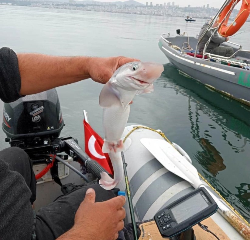 Samsun'da balıkçıların oltasına camgöz köpekbalığı takıldı