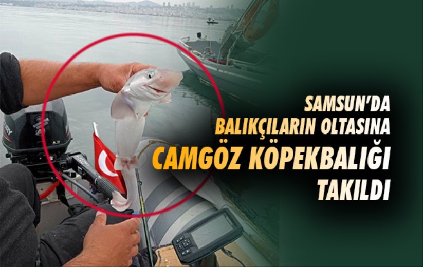 Samsun'da balıkçıların oltasına camgöz köpekbalığı takıldı