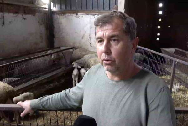 Annesi ve kardeşleri ölen kuzunun yürek burkan hikayesi