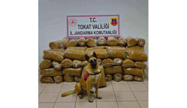 Tokat'ta 450 kilo kaçak tütün yakalandı