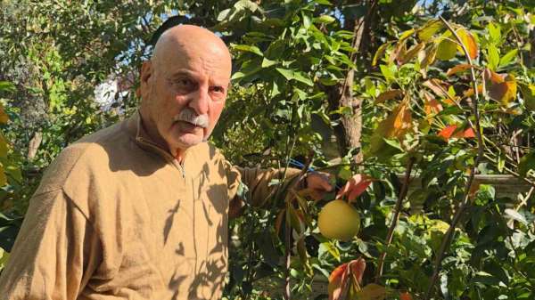 Ağaç kavununa benzeyen pomelo Karadeniz'de meyve verdi