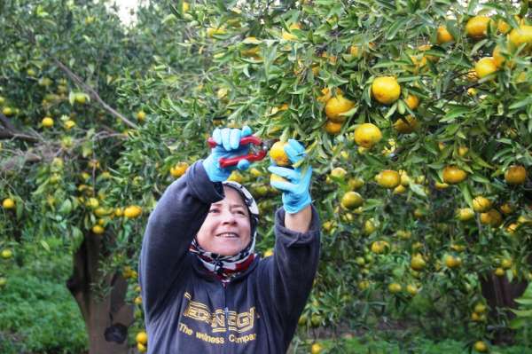 Bodrum'da mandalina hasadı başladı 