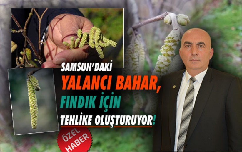 Samsun'daki 'yalancı bahar', fındık için tehlike oluşturuyor