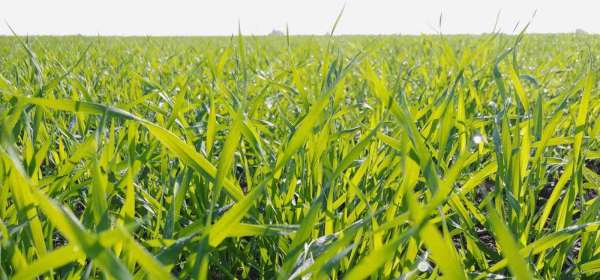 Adana'da tarlalar yeşile büründü... Buğdayda 700 bin ton rekolte bekleniyor