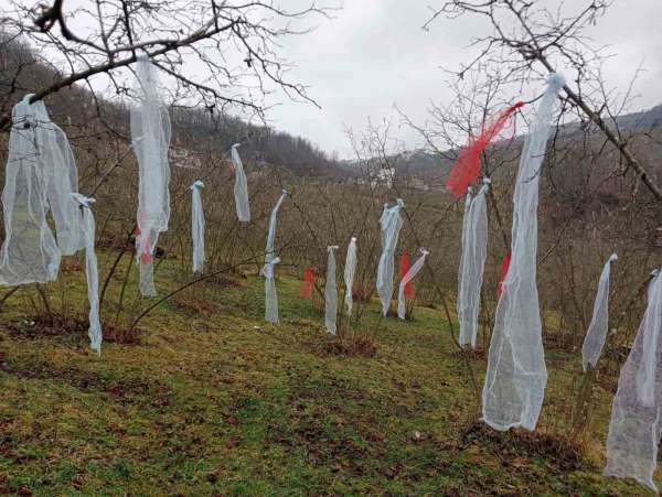 'Müslüman çam ağacı süsleme' deyip, fındık bahçesini süsledi