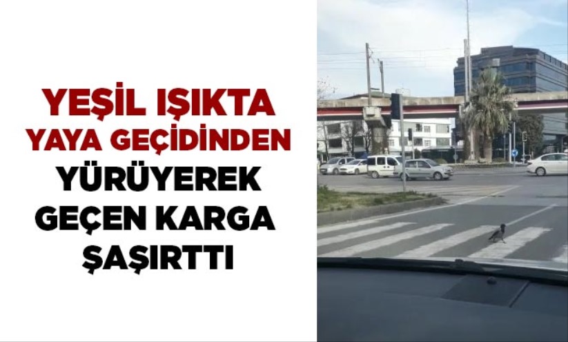 Samsun'da akıllı karga görenleri şaşırttı