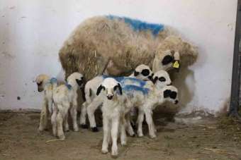 Amasya'da koyun altız yavruladı