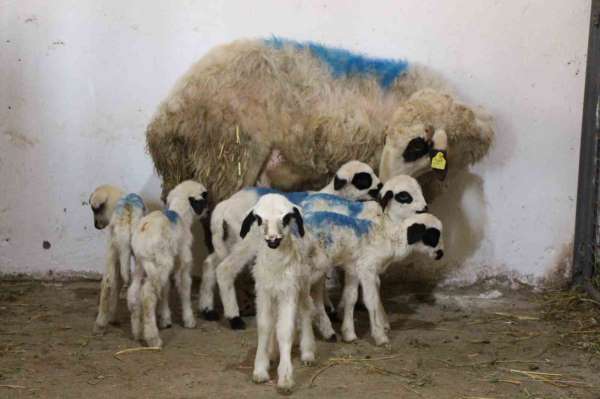 Amasya'da koyun altız yavruladı - Amasya haber