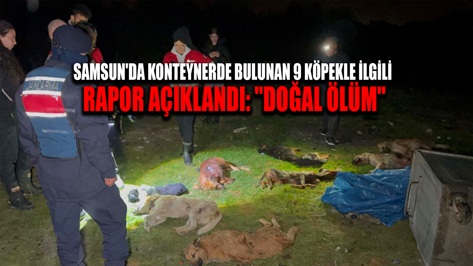 Samsun'da konteynerde bulunan 9 köpekle ilgili rapor açıklandı: 'Doğal ölüm'