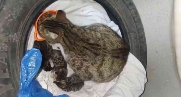 Apartmanda doğum yapan kedi ve yavrulara vatandaşlar sahip çıktı - Sinop haber